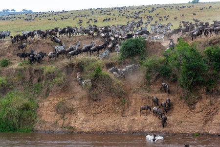 Crossing across Mara River in Kenya. Zebras and wildebeest from Masai mara to Serengeti, Africaの写真素材
