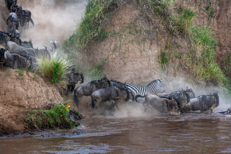 Crossing across Mara River in Kenya. Zebras and wildebeest from Masai mara to Serengeti, Africa
