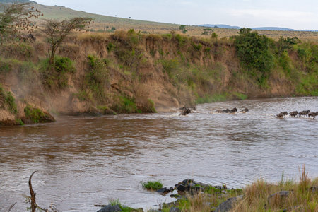 Crossing across Mara River in Kenya. Zebras and wildebeest from Masai mara to Serengeti, Africa