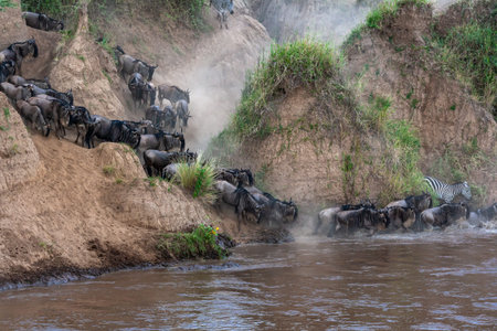 Crossing across Mara River in Kenya. Zebras and wildebeest from Masai mara to Serengeti, Africa