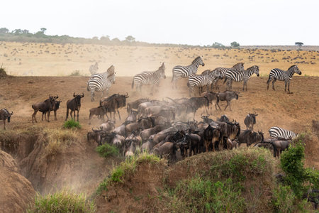Crossing across Mara River in Kenya. Zebras and wildebeest from Masai mara to Serengeti, Africa