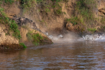 Crossing across Mara River in Kenya. Zebras and wildebeest from Masai mara to Serengeti, Africa