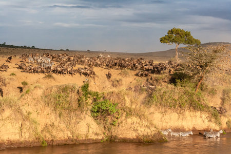 Crossing across Mara River in Kenya. Zebras and wildebeest from Masai mara to Serengeti, Africa