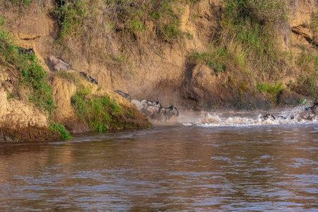 Great migration in Africa. Huge herds of wildebeests crossing. Masai Mara, Kenyaの写真素材