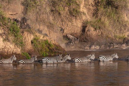 Crossing across Mara River in Kenya. Zebras and wildebeest from Masai mara to Serengeti, Africa