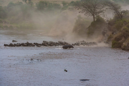 Great migration in Africa. Huge herds of wildebeests cross the river.