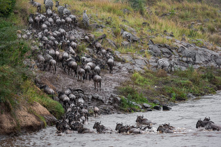 Great migration in Africa. Huge herds of wildebeests cross the river. Masai Mara, Kenya