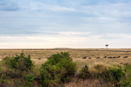 Savannah herbivores. Great migration. In time. Kenya, Masai Mara.