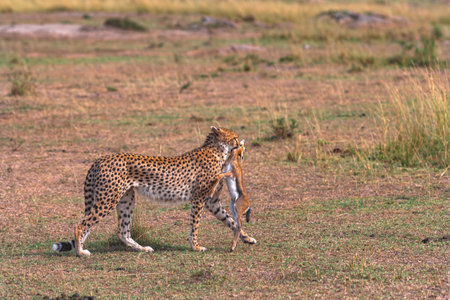 Cheetah with prey. Impala winner. Masai Mara, Kenya