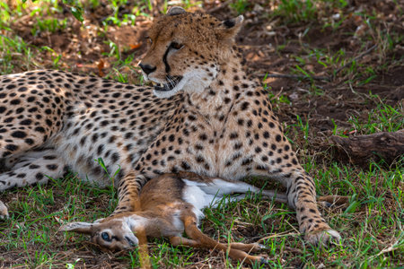 Cheetah lies on the grass.