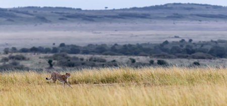 Cheetah in the savannah of Maasai Mara National Park in Kenya