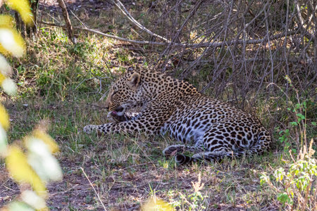 Leopard is resting in the shade of trees. Masai Mara, Kenyaの写真素材