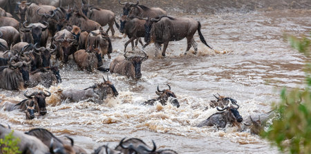 Huge herds of herbivores cross the river. Masai Mara, Kenyaの写真素材
