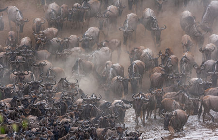 Wildebeest crossing the Mara river in Masai Mara, Kenya