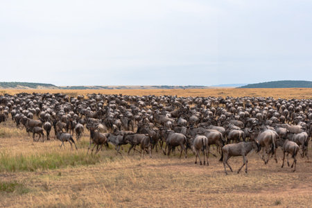 Herd of wildebeest in Masai Mara, Kenya