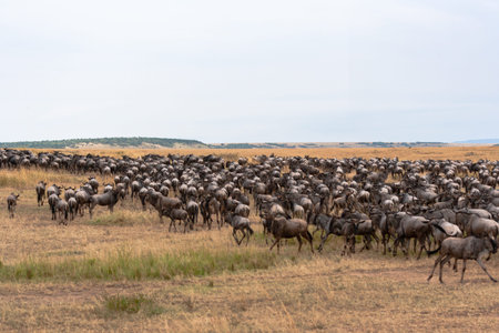 Herd of wildebeest in Masai Mara National Park, Kenya