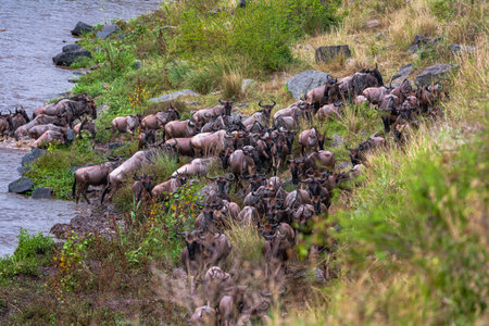 Herd of wildebeest crossing the Mara river in Kenyaの写真素材