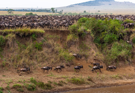 Great migration in Africa. Huge herds of herbivores cross the river. Masai Mara, Kenya