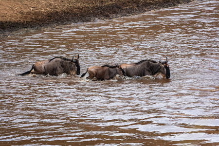 Great migration in Africa. Huge herds of herbivores cross the river. Masai Mara, Kenyaの写真素材