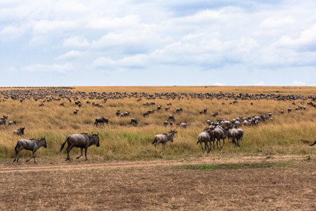 Huge herds of herbivores cross the river. Masai Mara, Kenya