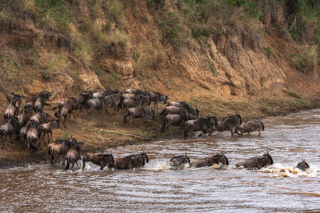 Wildebeest herd crossing the Mara river in Kenya, Africa
