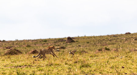 A cheetah hunts its prey. Masai Mara, Kenya.