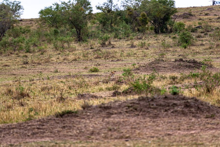 The cheetah creeps up to a big impala. Kenya, Africaの写真素材