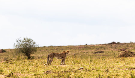 A cheetah hunts. A game of cat and mouse with its prey.の写真素材