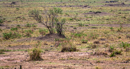 The cheetah creeps up to a big impala. Kenya, Africa