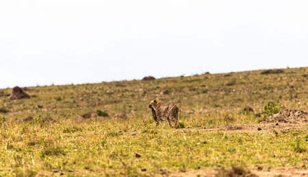 A cheetah hunts. A game of cat and mouse with its prey. Masai Mara, Kenya.
