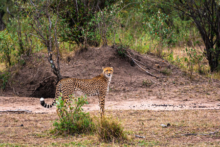 A cheetah hunts an impala. An unsuccessful attempt.の写真素材