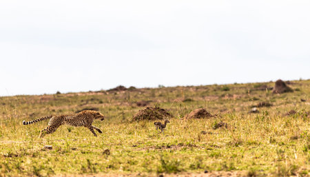 A cheetah hunts. A game of cat and mouse with its prey. Masai Mara, Kenya.の写真素材