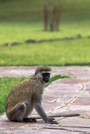 A green monkey on a path inside a lodge in the Masai Mara, Kenya.