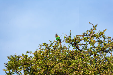 A green parrot sits on top of a tree in Serengeti National Park, Tanzania