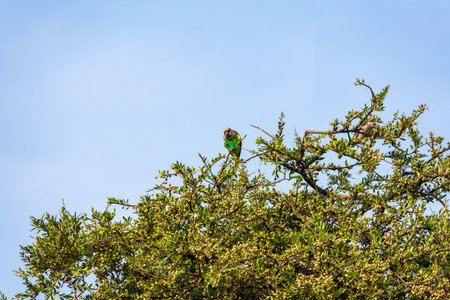 Colorful bird - brown parrot bird. Kenya, Africa