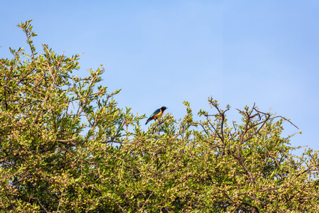 Superb Starling in Kenya, Africa