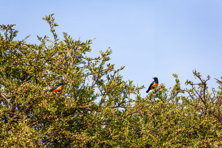 Colorful bird - African starling bird. Kenya, Africaの写真素材
