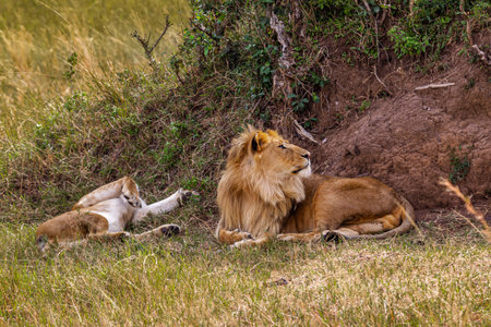 Two lion. Loving couple. Lions in the savannah. Masai Mara, Kenyaの写真素材