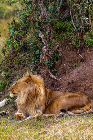 Portrait of an African lion with a red mane. Masai Mara, Kenya