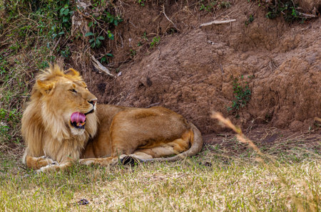 Portrait of an African lion with a red mane. Masai Mara, Kenya