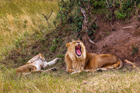 Two lion. Loving couple. Lions in the savannah. Masai Mara, Kenyaの写真素材