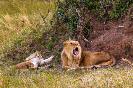 Two lions in the savannah. Masai Mara, Kenyaの写真素材