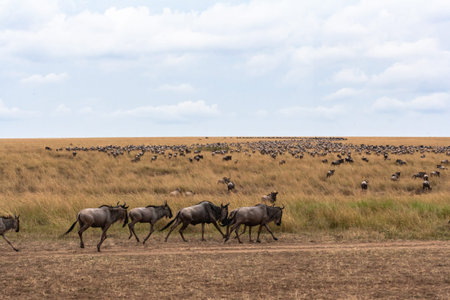 Savannah herbivores. Great migration. In time. Kenya, Masai Mara.の写真素材