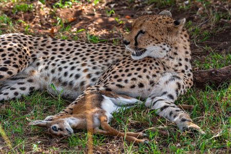 Cheetah with prey under tree. Masai Mara, Kenyaの写真素材