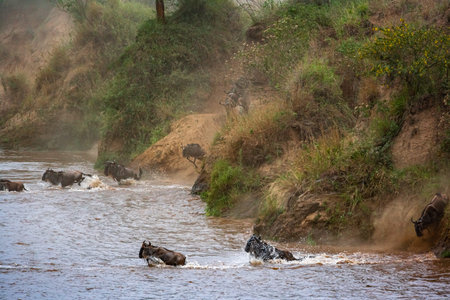 The beginning of crossing on Mara River. Masai Mara, Africa