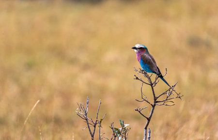 Roller on the tree. Masai Mara, Kenya. Africa