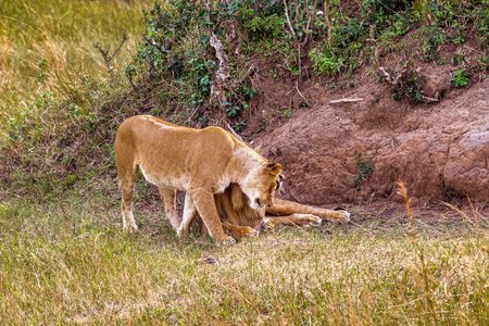 Two lion. Loving couple. Lions in the savannah. Masai Mara, Kenyaの写真素材