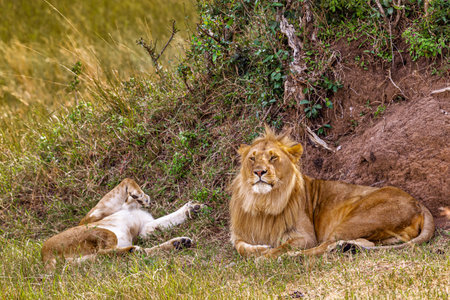 Two lions in the savannah. Masai Mara, Kenyaの写真素材