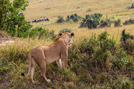 Lioness in Maasai Mara National Park, Kenya, Africaの写真素材