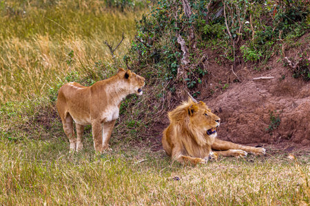 Two lion. Loving couple. Lions in the savannah. Masai Mara, Kenyaの写真素材
